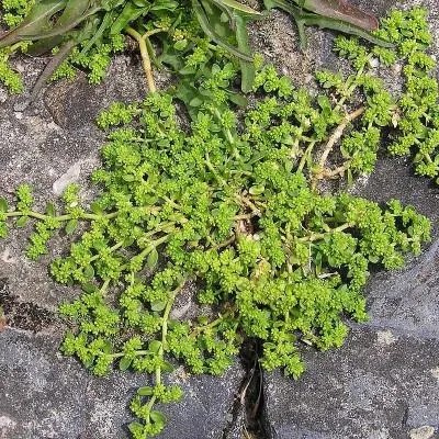 Image de Herniaria glabra / Turquette