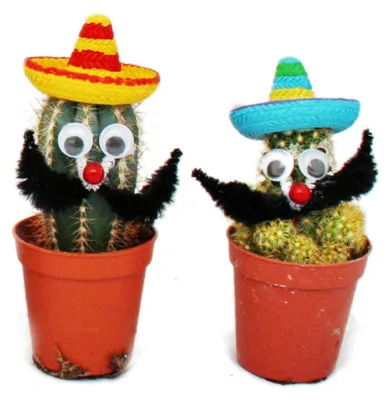 Produktbild von Kakteen mit lustigen Sombreros