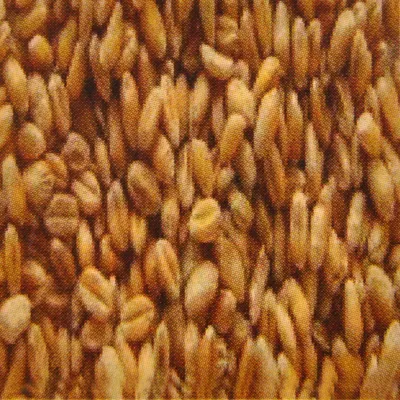 Produktbild von 2,5 kg Weizen, Naturprodukt, Tierfutter, Futter für Tiere
