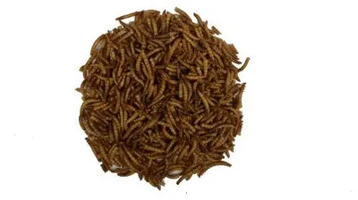 Productafbeelding van Wielink Gedroogde Meelwormen 10KG