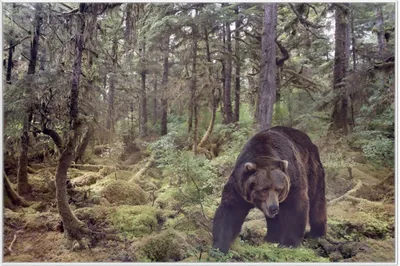 Produktbild von Wallario Wandbild Gefährlicher Grizzlybär im Wald, Größe: 61 x 91,50 cm, Poster mit weißem Aluminiumrahmen