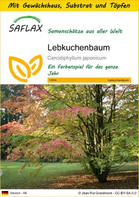 Produktbild von SAFLAX Anzucht Set - Lebkuchenbaum - Cercidiphyllum japonicum - 200 Samen - Mit Mini-Gewächshaus, Anzuchtsubstrat und 2 Töpfen