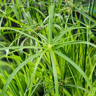 Productafbeelding van Moerings Cyperus Alternifolius | Papyrus Plant | In 9CM pot