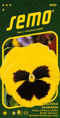 Obrázok produktu pre SIRÔTKA veľkokvetá Žltá s okom