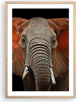 Produktbild von Gerahmtes Poster - Rahmen in heller Eiche - Elefant Rot Ohren - 50x70 cm - Wand Bild - Wanddeko - Wandbilder - Wandposter - Bilderrahmen - Bilder - Kunstdruck - Wandbild - P2NPA50x70-4237