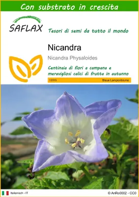 Immagine prodotto di SAFLAX  - Nicandra - 100 semi - Con substrato - Nicandra