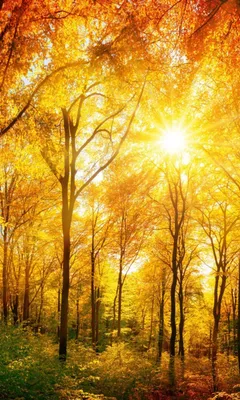 Produktbild von Fototapete - Sunny Forest 150x250cm - Vliestapete