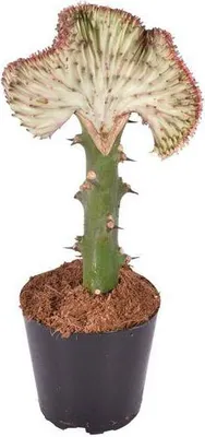 Produktbild von Euphorbia lactea Cristata Rot Ø12cm Korallen-Wolfsmilch 35cm Kaktuspflanze