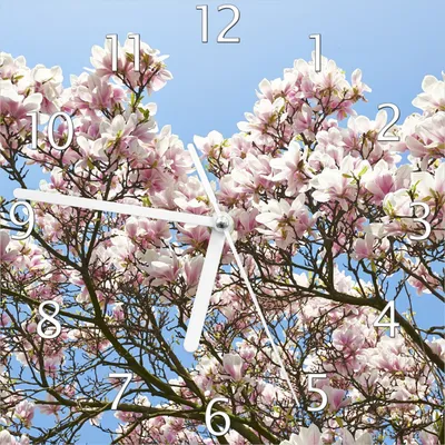 Produktbild von Wallario Design Wanduhr Schöne rosa Magnolien-Blüten vor blauem Himmel aus Echtglas, Größe 20 x 20 cm