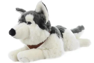 Image de Peluche Husky