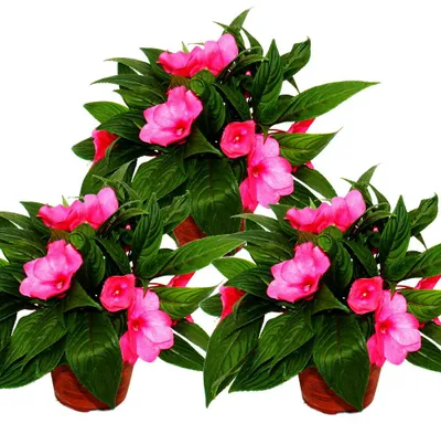 Produktbild von Edel-Lieschen - Impatiens Neu-Guinea - 12cm Topf - Set mit 3 Pflanzen - Lila