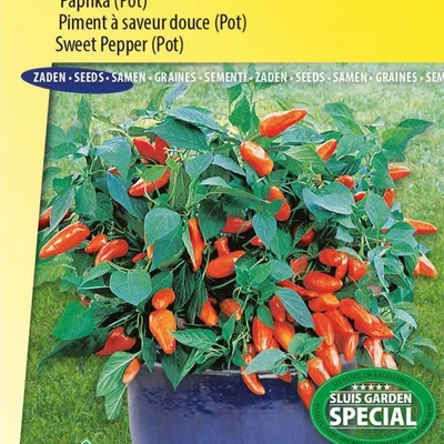 Produktbild von Mandarinen-Dream-Pfeffersamen – – Züchten Sie süße Orangenpaprika in Töpfen oder im Garten – hohe Qualität für Balkon und Terrasse