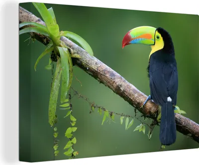 Produktbild von OneMillionCanvasses® - Leinwandbilder - 140x90 cm, Ein Schwefelbrusttukan sitzt auf einem schönen Ast, Wandbilder Kunstdruck Wanddekoration - Foto auf Leinwand - Gemälde auf