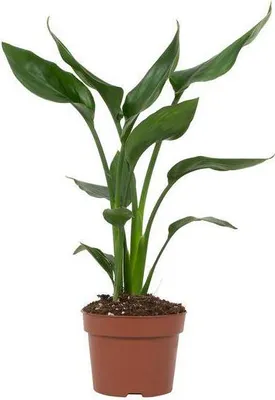 Obrázek produktu pro Strelitzia Reginae - rajský pták, pokojová rostlina, 35cm, prumer 12cm