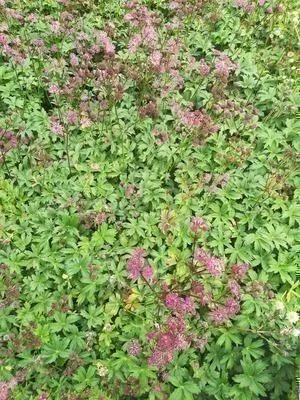 Produktbild von 6 x  Astrantia major 'Ruby Star'® - Sterndolde - Topf 9 x 9 cm
