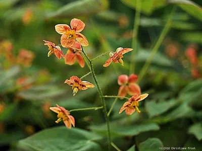 A close-up of several small orange flowers on a stem with a blurred green background.
