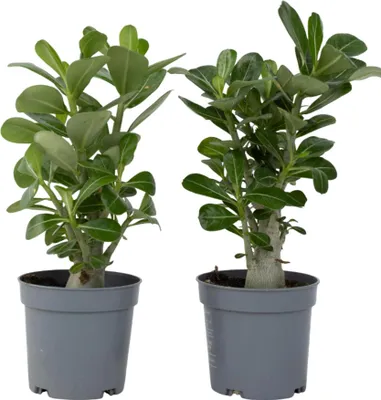 Produktbild von Wüstenrose - 2 Stk - Adenium obesum - Höhe 25-40cm - ⌀11cm