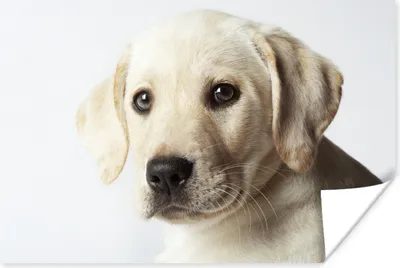 Produktbild von MuchoWow® Poster Labrador Welpe Portrait 60x40 cm - Schlafzimmerdekoration