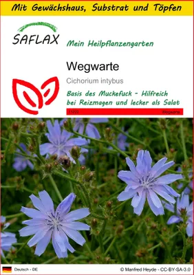 Produktbild von SAFLAX Anzucht Set - Wegwarte - Cichorium intybus - 250 Samen - Mit Mini-Gewächshaus, Anzuchtsubstrat und 2 Töpfen