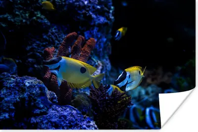 Produktbild von MuchoWow® Poster Aquarienfische in einem Aquarium in Singapur. 120x80 cm - Bilder