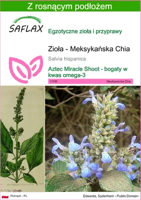 Zdjęcie produktu dla SAFLAX - Zioła - Meksykańska Chia - 500 Nasiona - Z podłożem uprawowym wolnym od zarazków - Salvia hispanica