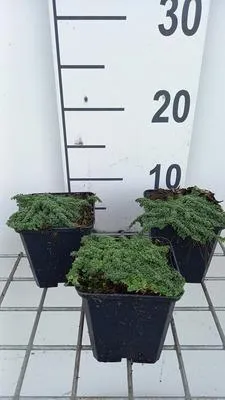 Immagine prodotto di 6 x Thymus praecox 'Minor' - Timo - vaso 9 x 9 cm