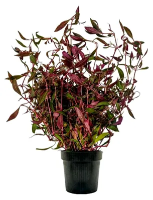 Produktbild von Aquarium Pflanzen | Mutterpflanze Alternanthera rosaefolia XL | Aquarienpflanze für den Hintergrund | Rote Stängelpflanze für Aquascaping