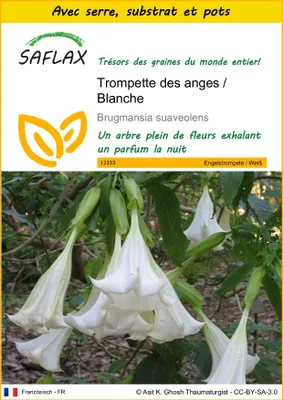Image de SAFLAX Ensemble de culture - Trompette des anges / Blanche - 10 graines - Brugmansia