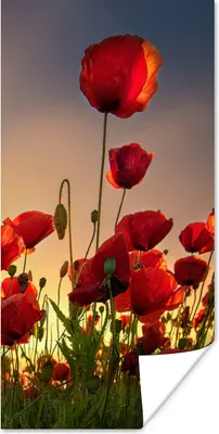 Produktbild von MuchoWow® Poster Bunter Himmel über einem Mohnblumenfeld in Dänemark 80x160 cm - Kinderzimmer