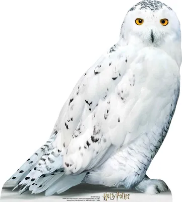 Produktbild von Eule Hedwig Pappaufsteller 74cm
