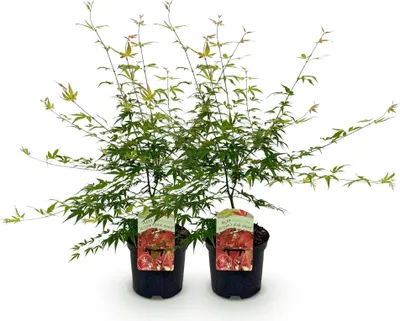 Image de Green boutiQ - Terrasplant - Japanse Esdoorn - Acer palmatum Pink Dwarf - Roze - 2 Planten - Bladverliezend - Pot 19cm Hoogte 70cm