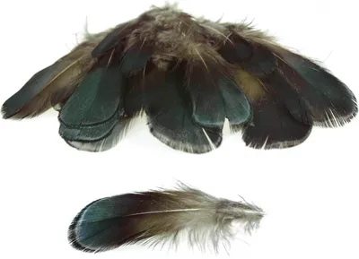 Produktbild von 20 Hühnerfedern f. Federkostüm ca. 910,5x22,5cm gefärbt, schwarz