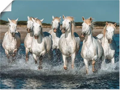 Produktbild von Vadim Petrakov: Weiße Camargue Pferde galoppieren am Strand entlang, Frankreich, Produkt:Poster, Größe (HxB):45x60 cm / Poster