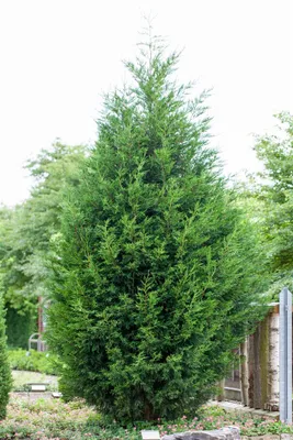 Produktbild von Cupressocyparis leylandii, Leyland-Zypresse, 40–60 cm