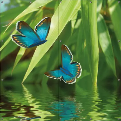 Produktbild von Wallario Outdoor-Poster für Garten oder Balkon, Motiv Schmetterlinge in Reflektion, in ca. 180 x 180 cm