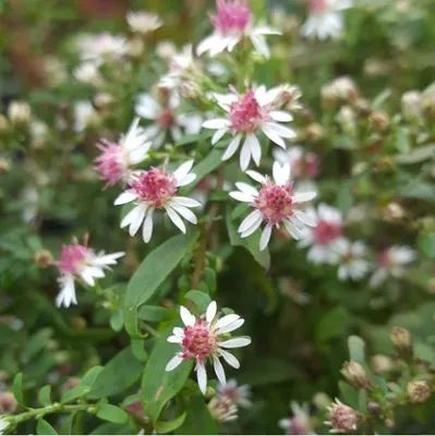 Imagen del producto de 6 plantas de Aster (Aster lateriflorus 'Prince'), en maceta de 9x9 cm