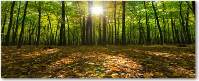 Produktbild von Tulup® Glas-Bild Wandbild aus Glas - 125x50 - Wandkunst - Wandbild hinter gehärtetem Sicherheitsglas - Dekorative Wand für Küche & Wohnzimmer  - Landschaften - Wald - Grün