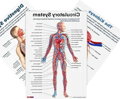 Productafbeelding van Anatomie Poster Set - Skeletbordenset Lichaam - Studie Hulp - 16 Delige Collectie - 26 x 208 cm - Meerkleurig