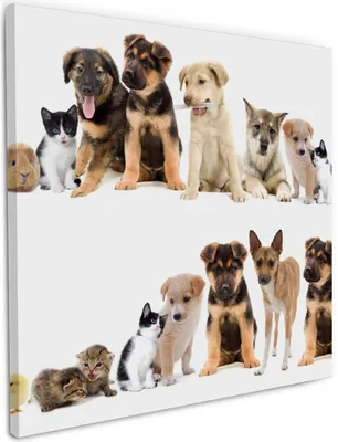 Produktbild von Wallario Premium Leinwandbild Süße Haustiere - Katzen  Hunde  Hamster  Küken in Größe 50 x 50 cm
