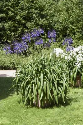 Produktbild von Agapanthus africanus, Schmucklilie, blau, ca. 9x9 cm Topf