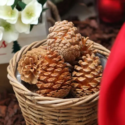 Produktbild von Maritima Zapfen Mix Creme-Vanille, Deko-Kiefernzapfen für Weihnachten, Basteln und Trauer 25er Set 5-18cm, 25 Stück
