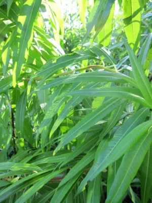 Produktbild von Drachenweide Sekka - Salix sachalinensis Sekka 100-125