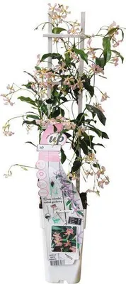 Immagine prodotto di Gelsomino stellato Trachelospermum 'Star of Ibiza' Rosa Pianta rampicante sempreverde 65 cm