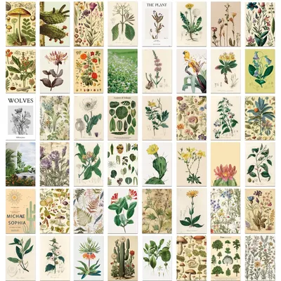 Obrázok produktu pre Sada 50 pohľadníc s botanickými ilustráciami – dizajn s kvetmi