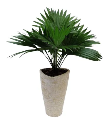 Zdjęcie produktu dla Palma Livistona z doniczką 45 cm