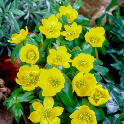 Immagine prodotto di Bulbi di Eranthis cilicica (Winterling) - 50 bulbi da fiore. Perenni, resistenti al freddo. Fioritura primaverile. Pianta tappezzante. Piante vere provenienti dall'Olanda. Adatte per giardini e aiuole rocciose (non semi)