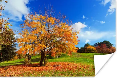 Produktbild von MuchoWow® Poster Baum - Blätter - Herbst - Jahreszeiten 180x120 cm - Fotoplakat