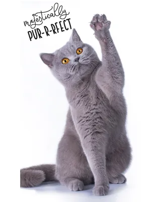 Imagen del producto de Toalla para niños de guardería, tamaño 30x50, diseño de gato bengalí