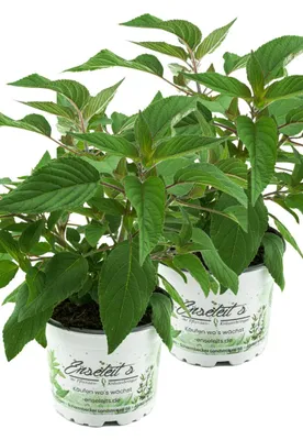 Produktbild von Enseleits 2er Set Ananas Salbei, frischer Salbei mit Ananasduft, Kräuter Pflanze