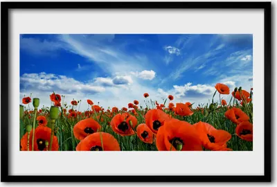 Produktbild von Bild 60x40 MDF-Rahmen Wandkunst Wiese Mohnblumen